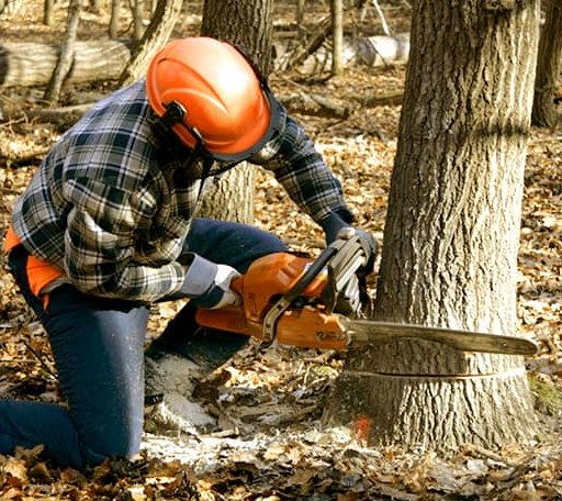 Tree Removal in Harrah, OK